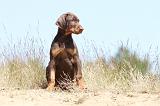 DOBERMANN 799